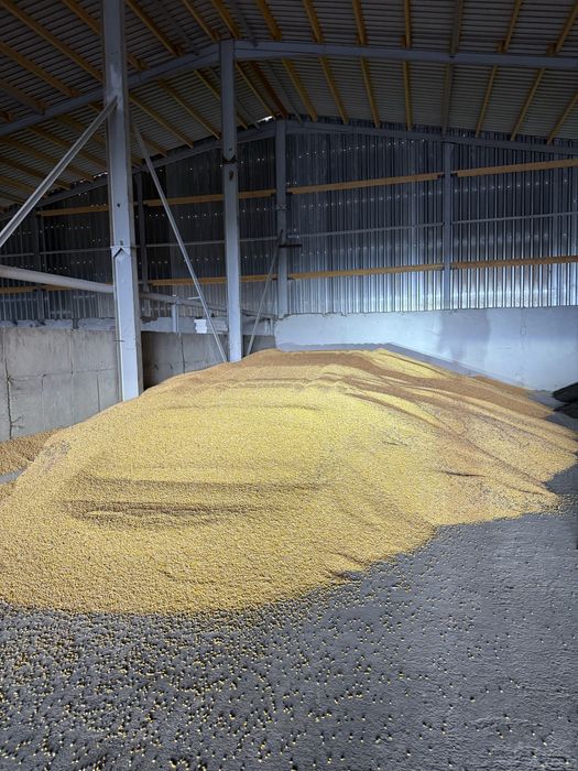 Vand porumb boabe uscat recolta 2025