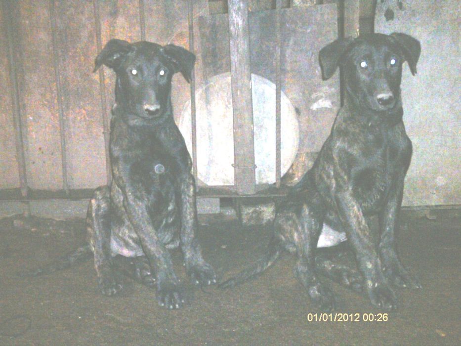 Белгийска и холандска овчарка