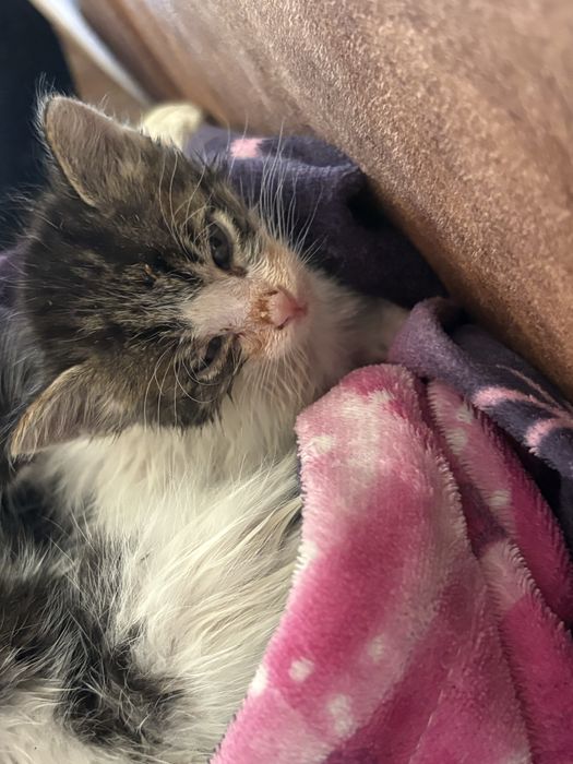 Малки бебе котенца. ПОДАРЯВАМ