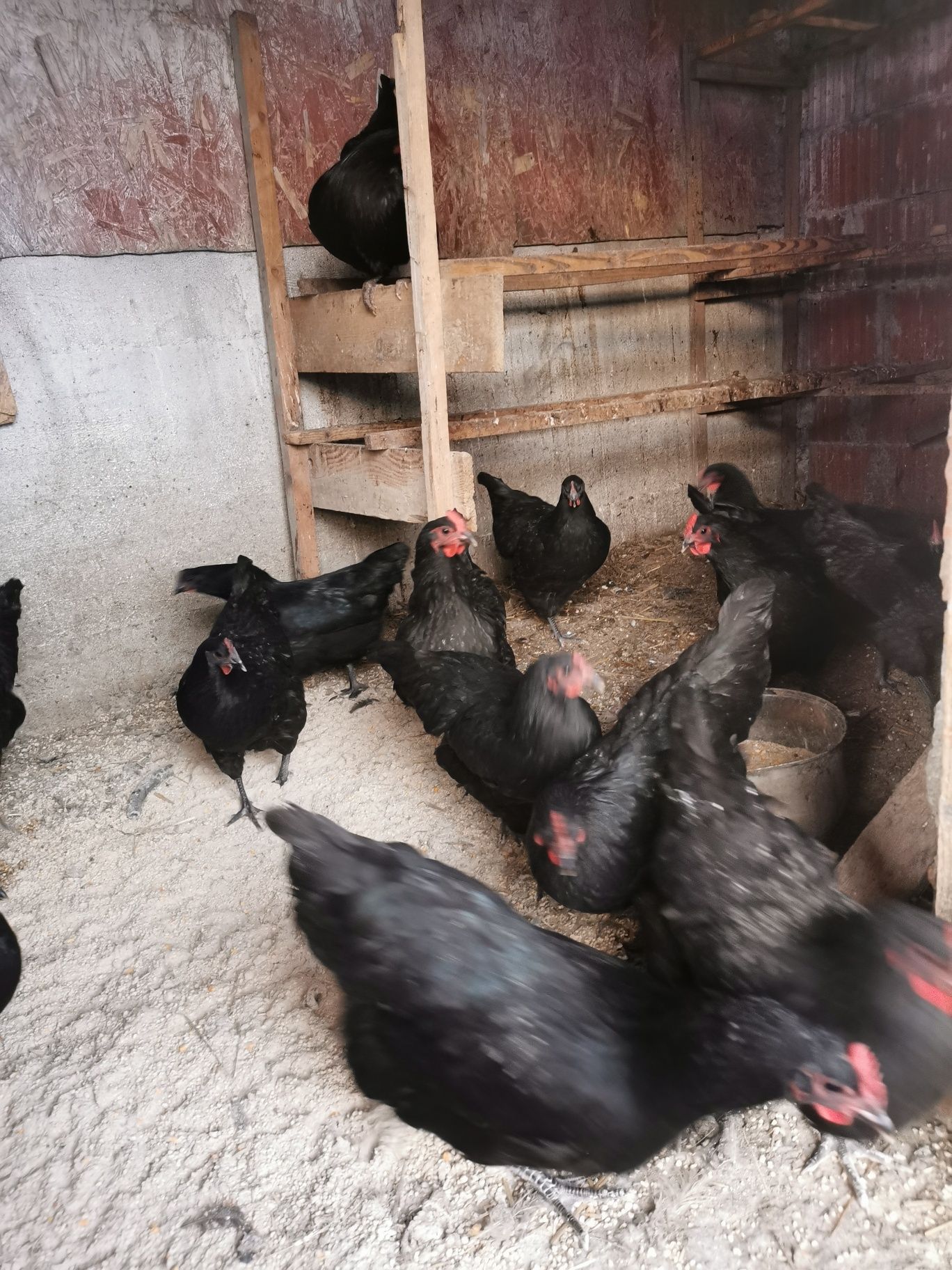 Ouă incubat Australorp negru și albastru