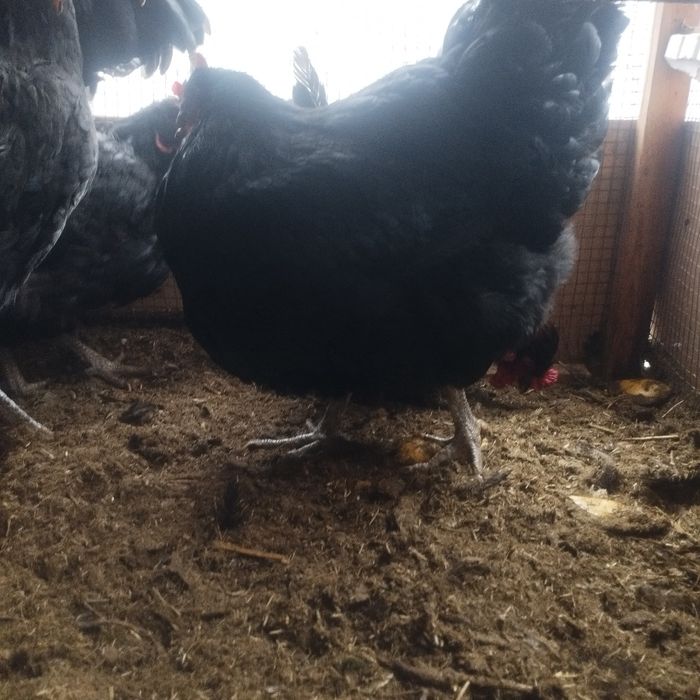 Кора Шахзода товуклар сотилади 9 ойлик жу́жа товук 100% тоза кон