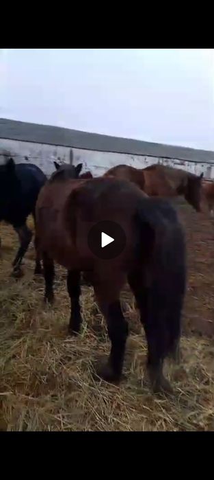 Продам, жеребца 1,5