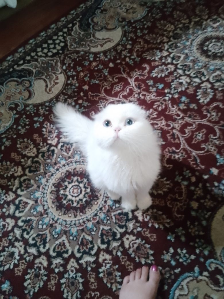 Продаёться котик