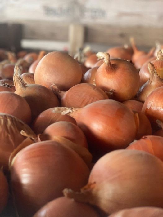 Vând ceapă direct producator, recolta 2025