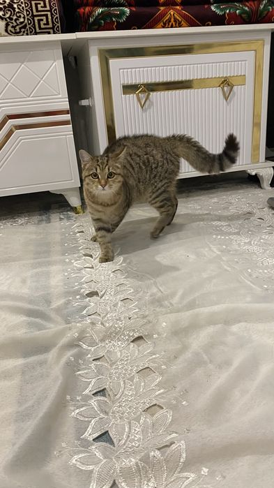 Отдам кота в хорошие руки 6 месяцев