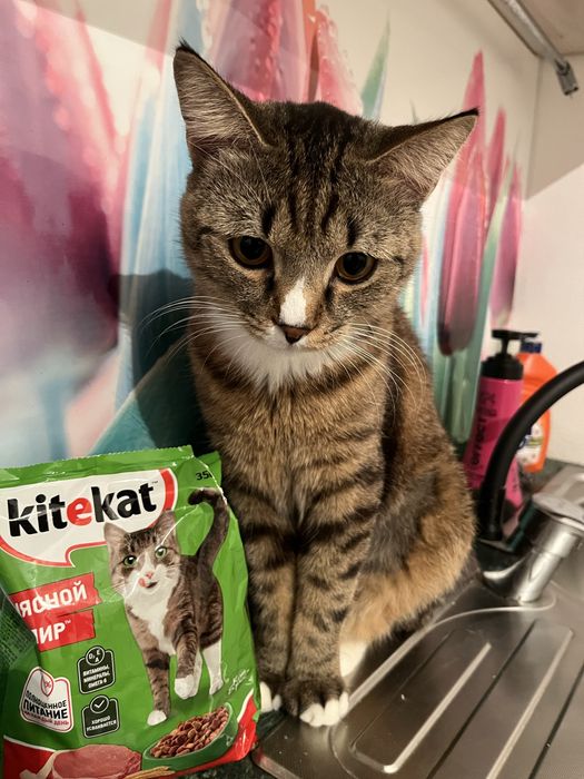 Отдам в хорошие руки кошку. Мальчик.