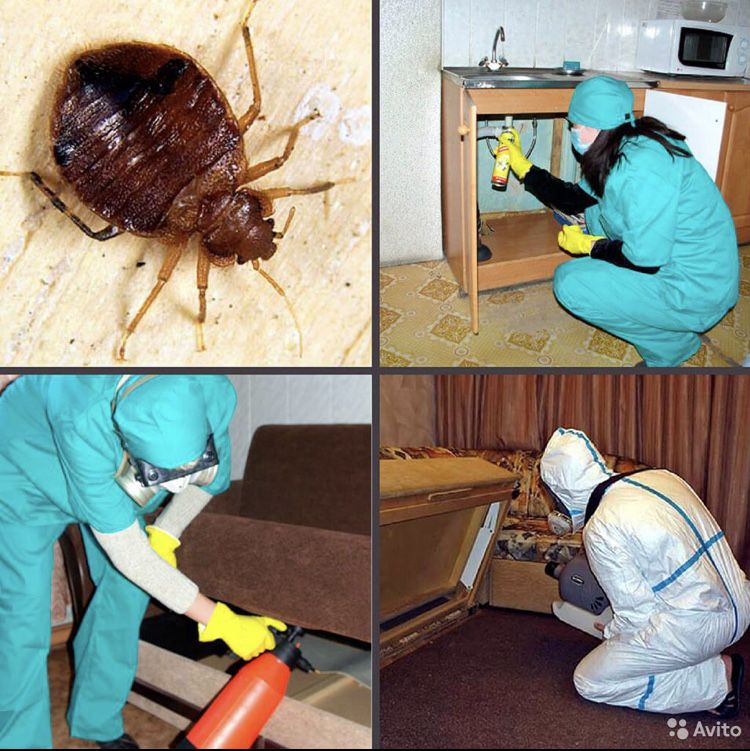 Дезинфекция Гарантия 100% Уничтожение тараканов,клопов и все насекомые