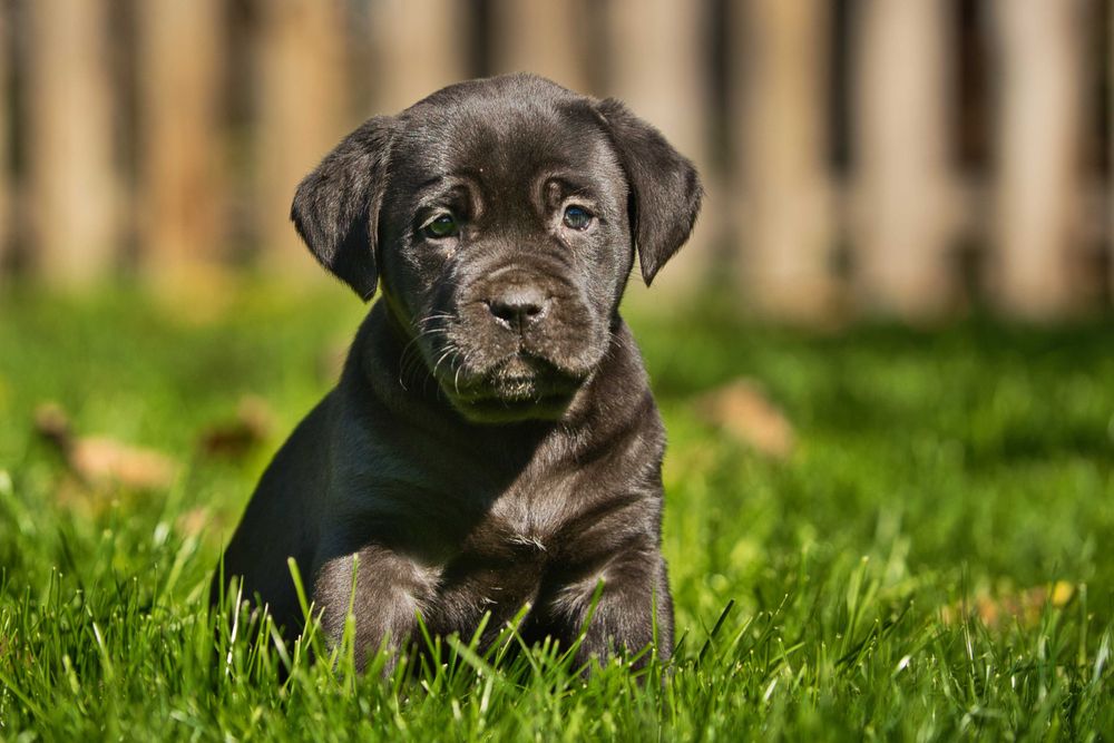 Кученца Кане Корсо Куче Cane Corso