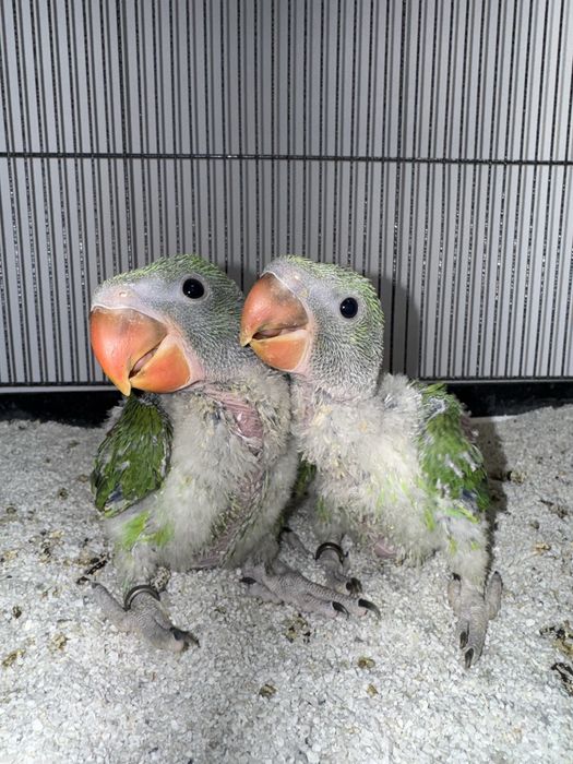 Papagali Marele Alexandru Preche