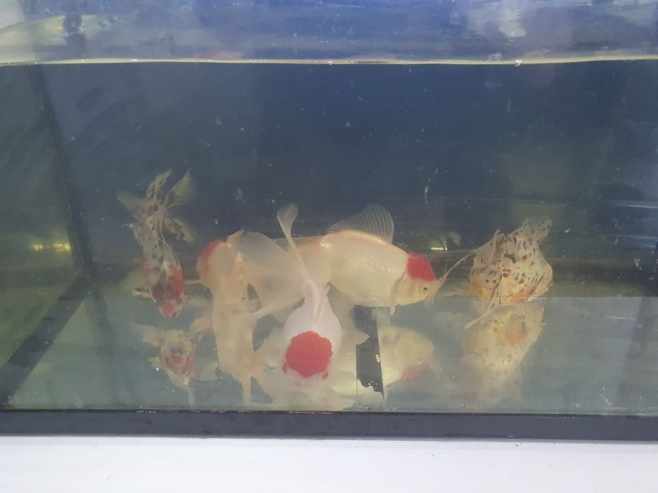 Carasi Oranda, Calico maturi, diferite culori