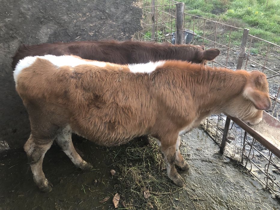 Vand un tauras si o vitea