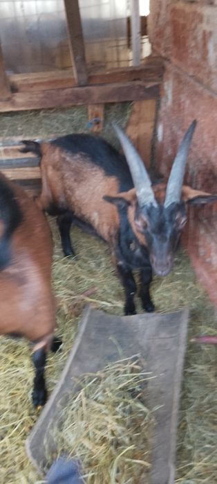 Vînd 2 Țapi alpin francez