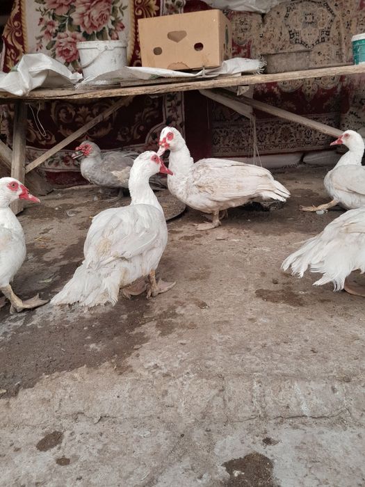 Продаются индоутки тяжелой французской и немецкой линий.