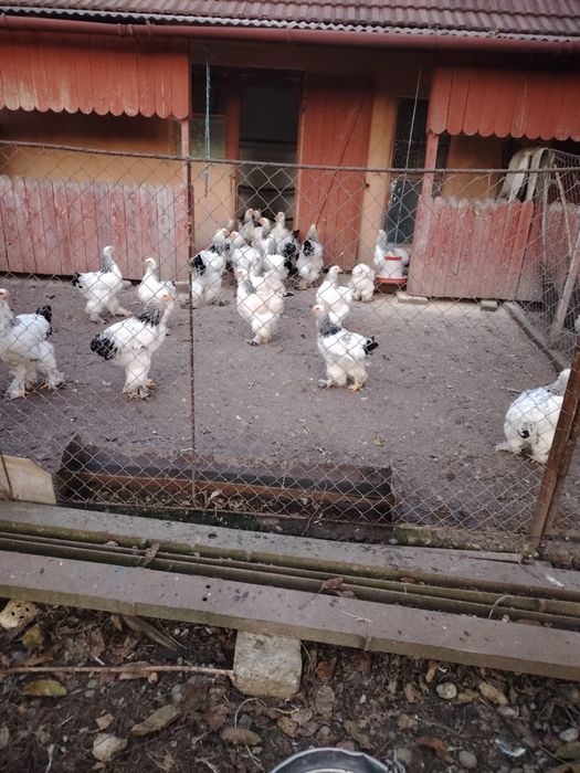 Vand pui de carne Brahma