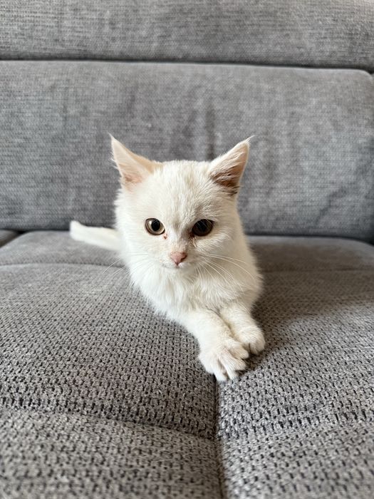 Котенок девочка 1,5м