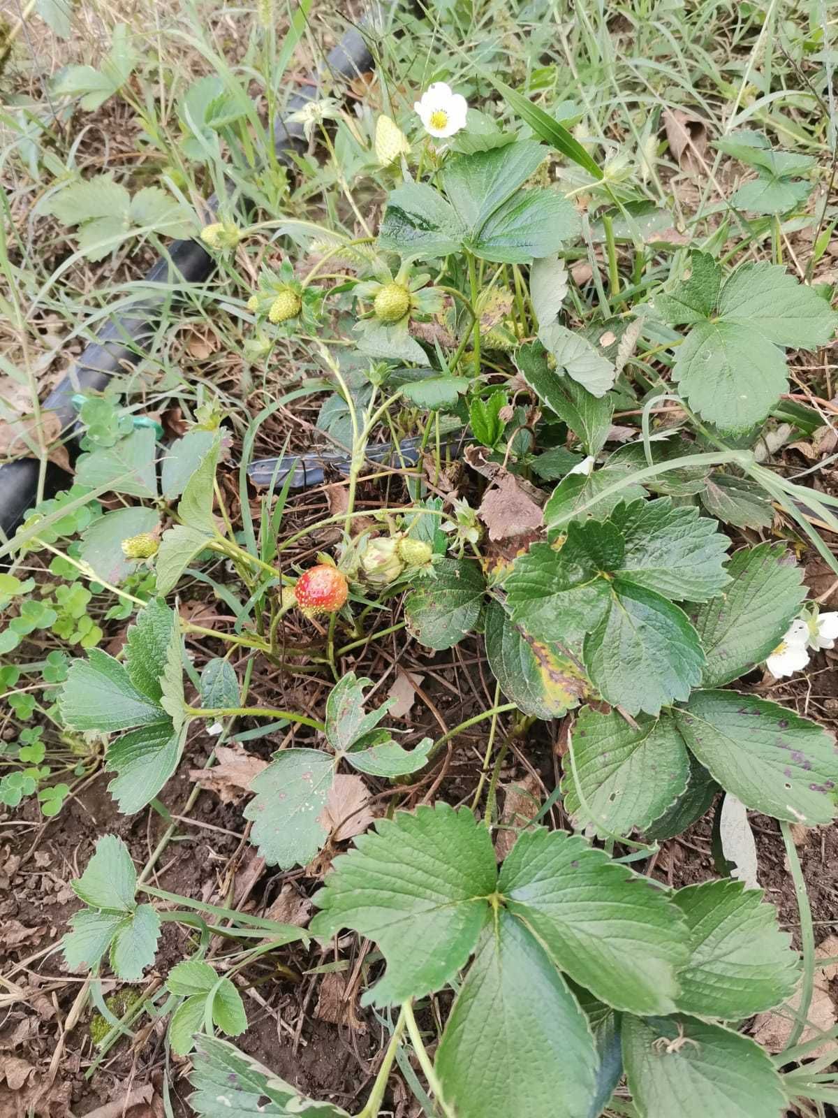 Vand stoloni capsuni, soi Elisabeta, pret 5lei/stolon