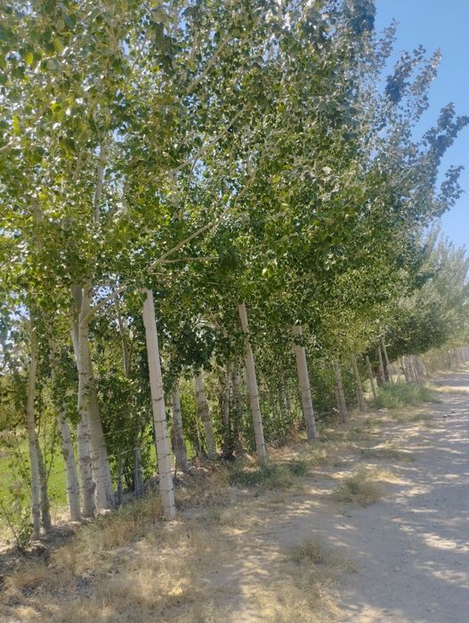 Yer sotiladi.Manzil: Nishon tumani magistral yonida