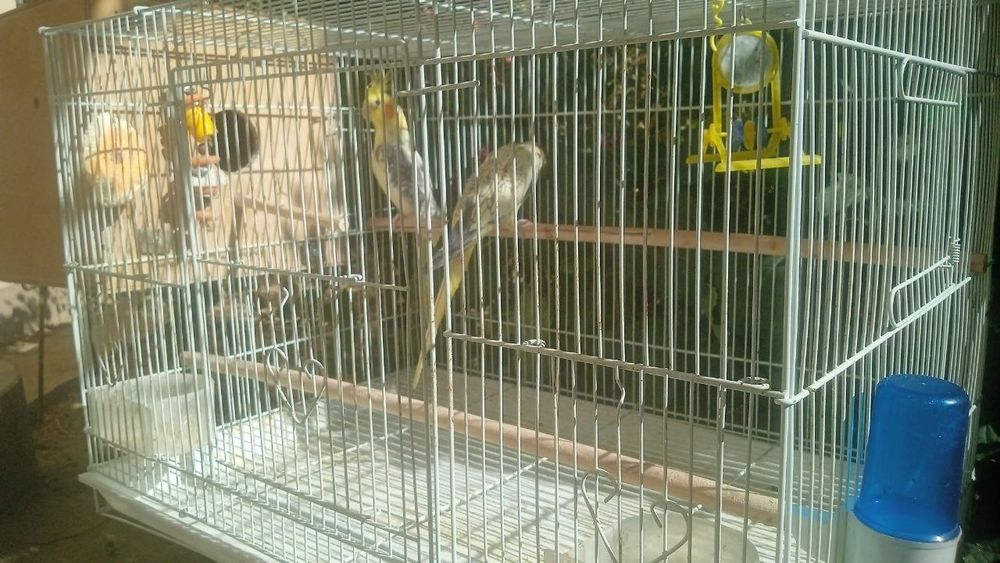 Продаю пару попугаев