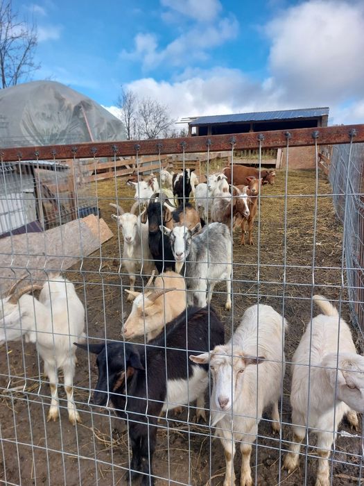 Vând 14 capre gestante