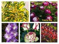 Продам пионы розы барбарисы лилии клематисы