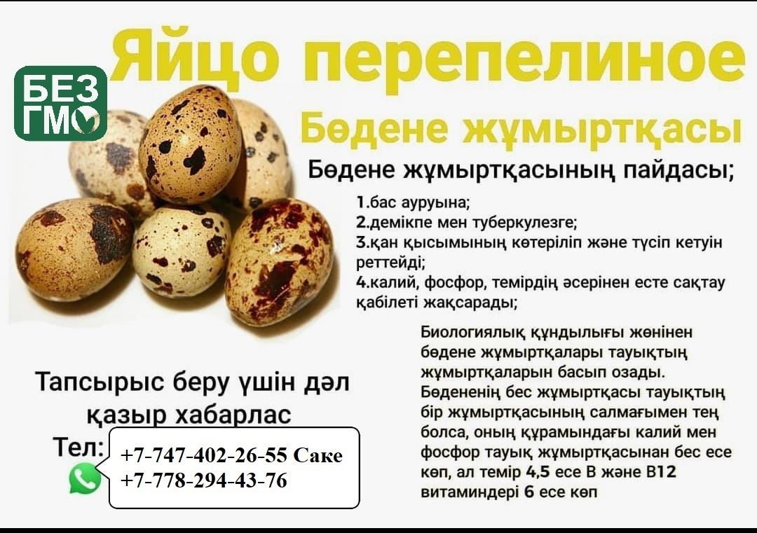 Бөдене жұмыртқасы емге. Перепелиные яйцо