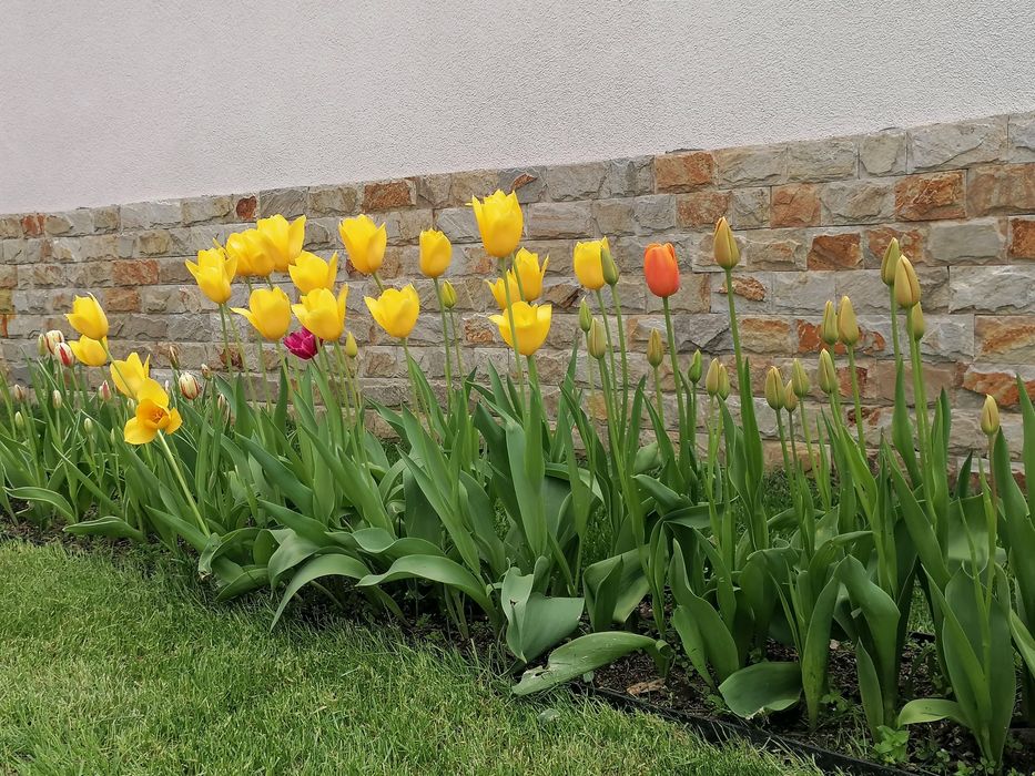 Лалета луковици различни цветове