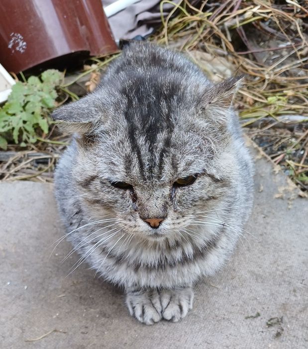 Малыши котята и кот ищут дом