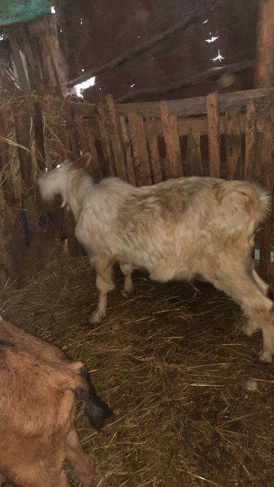 Vând țap de anul trecut