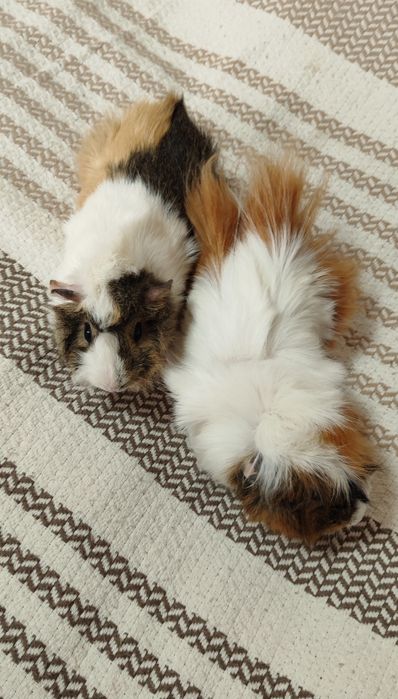 Продаю морские свинки