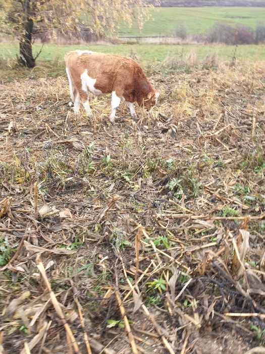 Dau taurași  si o vaca mintata în 7 luni rasa baltata romanesca în com
