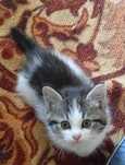 Домашние коты; кошки