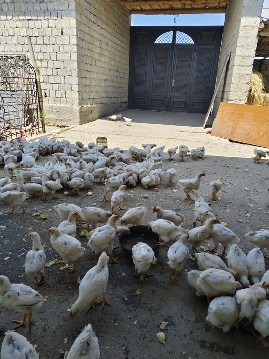 Жужа сотилади оптомга