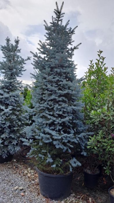 Brazi pentru sarbatori taiați si la ghiveci