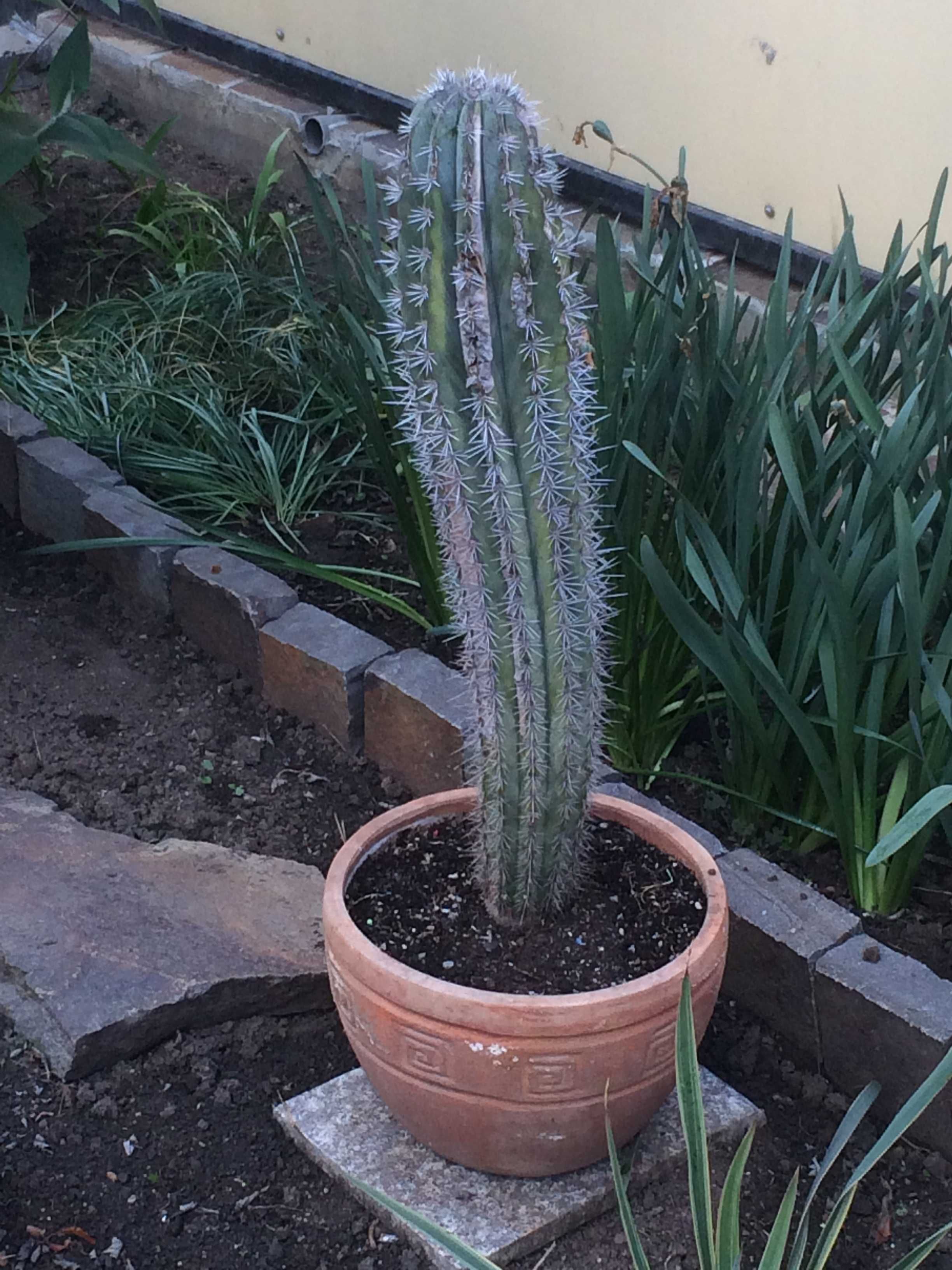 Cactusi diversi, Yucca