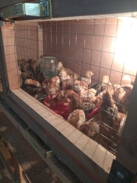 Хан Хяп жужалари, тухумлари сотувда