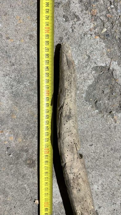 Кобилица антична