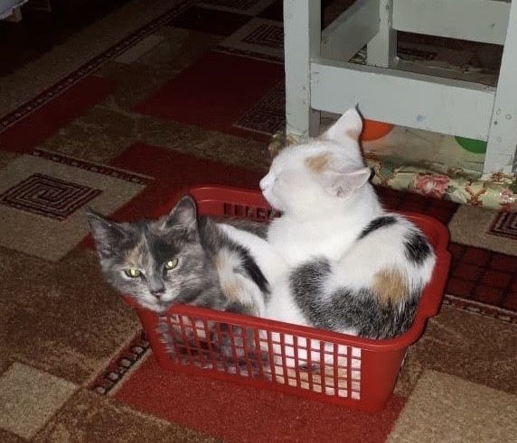 Отдам в добрые руки двух очаровательных кошечек