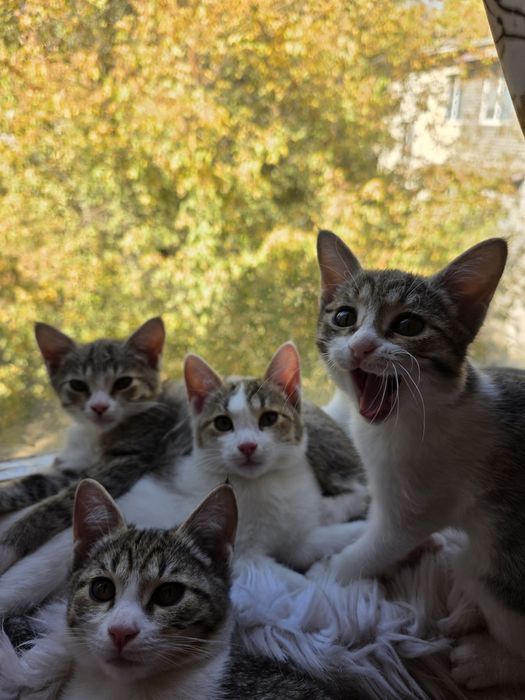 Отдам в добрые руки