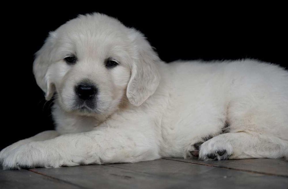 Golden Retriever de vanzare ideal pentru familii cu copii/transport