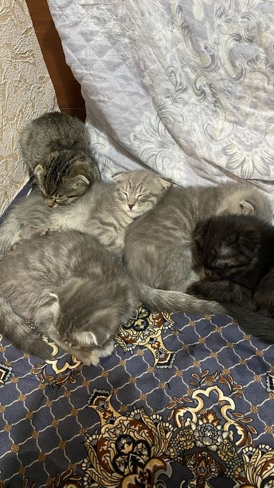 Котёнки 50$ Mushukchalar 50$