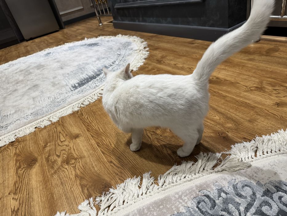 Кошка отдам в харошие руки