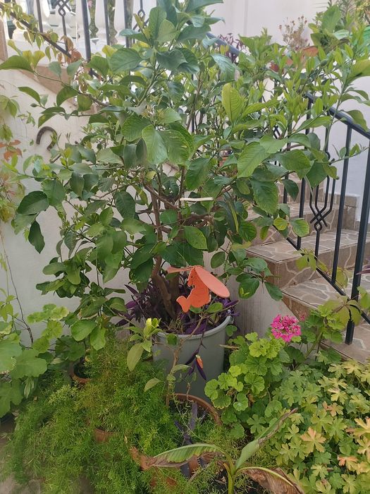 Лимоново дърво 40 години