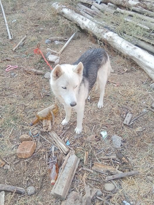 Haski zoti toza sotiladi