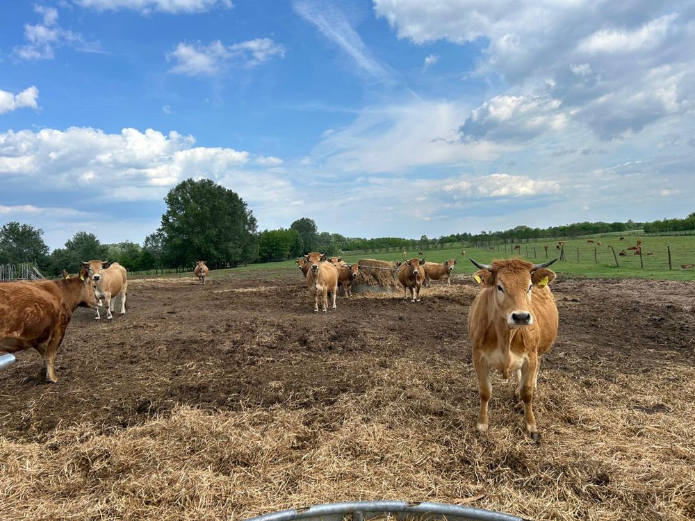 De vanzare lot de 32 jurinci aubrac