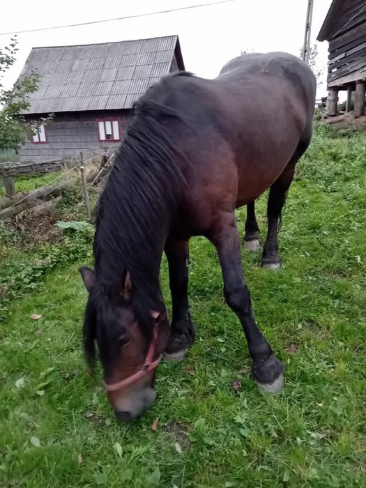 Iapa  de  vânzare