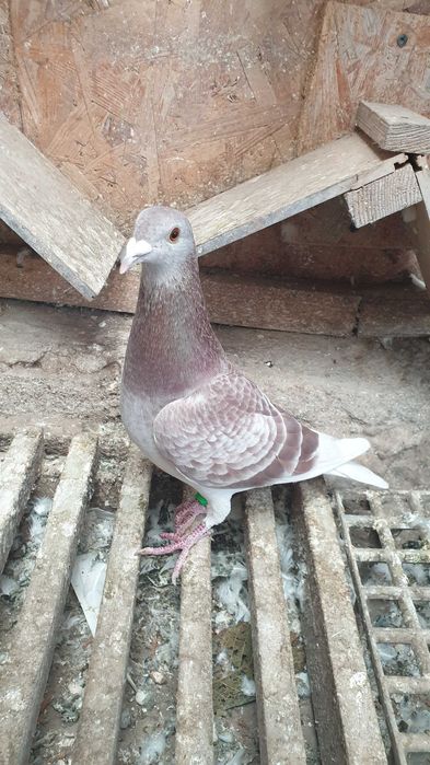 Ocazie! Vand 4 femele voiajor de concurs cu origini foarte bune!