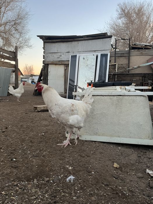 Продается молодые петухи