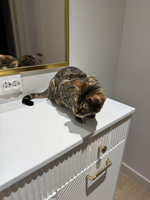 Кот, порода бенгал