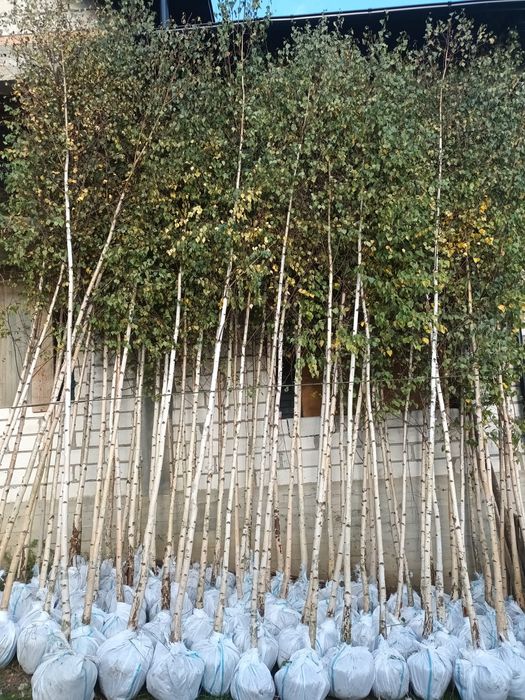 Vând mesteacăn alb ornamental