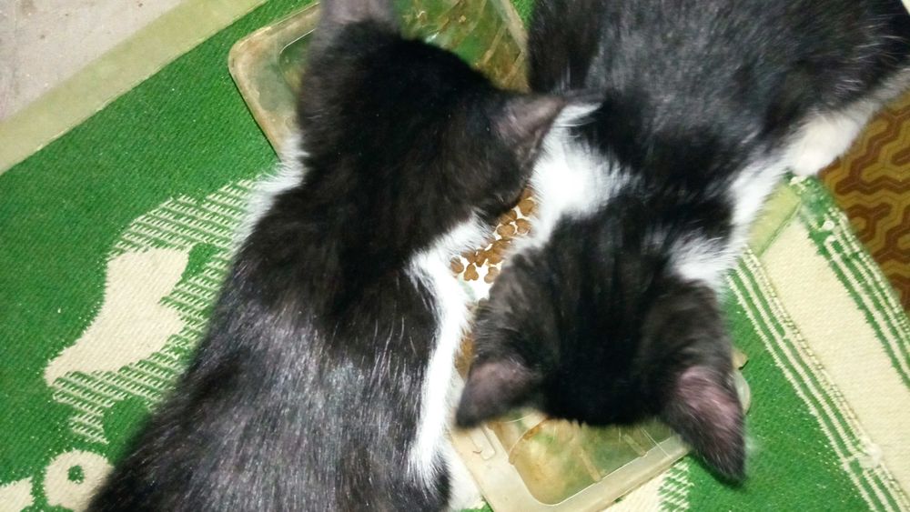 Кошки кошечки маленькие